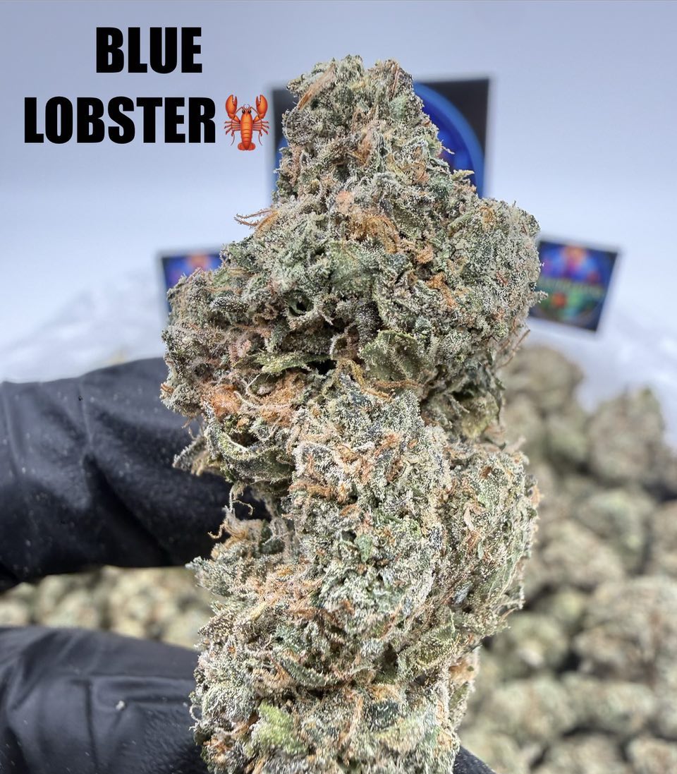 BLUE LOBSTER Slide 3